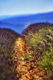Western Europe Farm Fields Prints: Path through a lavender field, evening light