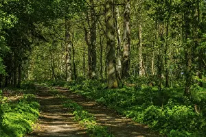 Central Europe Natural Environment Prints: A path leads through a green forest