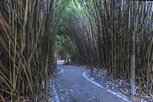 Botanical Garden Exterior View Prints: Path lined with bamboo (Bambusoideae)