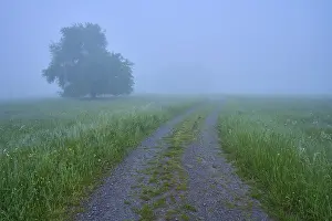 Cloudy Sky Nature Scene Prints: Path, meadow, tree, fog, clouds