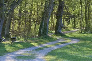 German Countryside Landscape Shot Prints: Path, Park, Bench, Forest, Spring