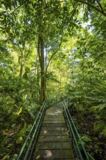 Dense Jungle Vegetation Prints: Path in the rainforest, dense vegetation
