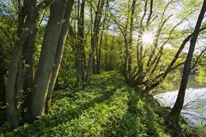 Deserted Valley Germany Prints: path on riverside in spring with sun