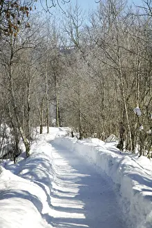 Winter Nature Scene Prints: Path in the snow
