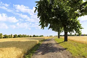 Tree Lined Road Europe Prints: Path with trees between mature grain fields