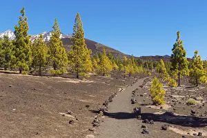 Canary Island Landscapes Prints: Path through volcanic landscape with pine trees