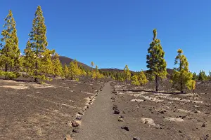 Spanish Coniferous Trees Prints: Path through volcanic landscape with pine trees