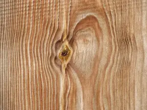 Deciduous Tree Branches Prints: Pattern in a wooden board