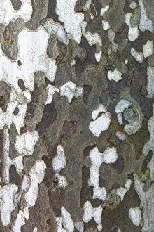 Plane Tree Bark Prints: Patterned bark of a plane tree