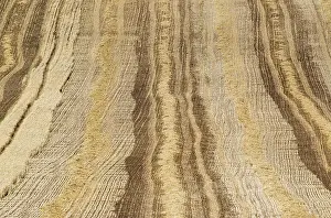 Cordoba Province Landscape Prints: Patterns in cornfield after wheat harvest