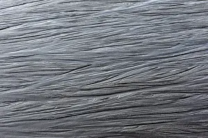 Wind Shaped Sand Structure Prints: Patterns in wet sand, Denmark