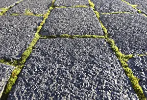 Overgrown With Moss Prints: Pavement with moss