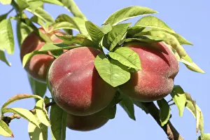 Fresh Fruit Images Prints: Peaches