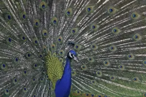 Deserted Landfowl Habitat Prints: Peacock