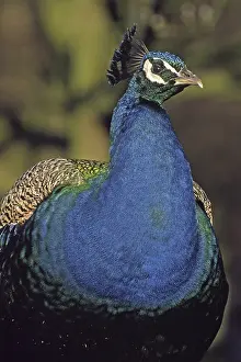 One Animal Portrait Photo Prints: Peacock