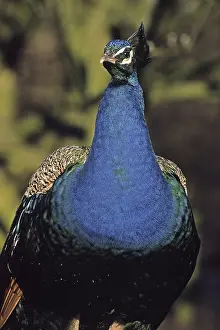 Wild Animal Portrait Prints: Peacock