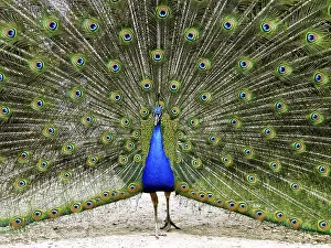 Wild Animal Behaviour Prints: peacock