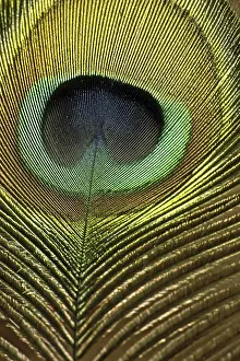 Natural Habitat Prints: Peacock feather