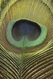 Blue Peafowl Prints: Peacock feather