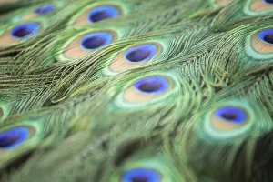 Polish Nature Photography Prints: Peacock feather close up macro