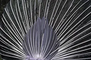 Peacock Feathers Prints: Peacock feathers (from behind)