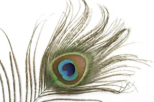 Prints of Peacock plume close up Related Prints: Peacock Plume Close Up Print