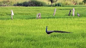Sigiriya Sri Lanka Prints: A peacock strides elegantly across an open
