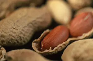 Studio Shot Of Peanuts Prints: Peanuts (Arachis hypogaea)