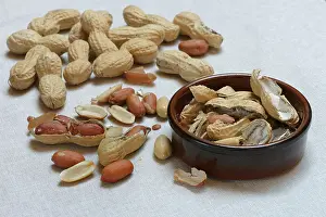 Studio Shot Peanuts Prints: Peanuts in shell, partially opened, Germany