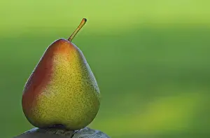 Fresh Pears Prints: Pear