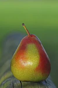 Fresh Pear Prints: Pear