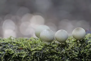 German Higher Fungi Prints: Pear dusters (Apioperdon pyriforme)