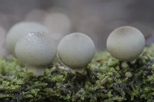 Northern Germany Mushrooms Prints: Pear dusters (Apioperdon pyriforme)