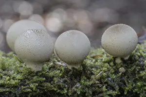 Northern Germany Mushrooms Prints: Pear dusters (Apioperdon pyriforme)