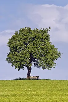 Deciduous Fruit Trees Europe Prints: Pear (Pyrus sp.) tree and bench