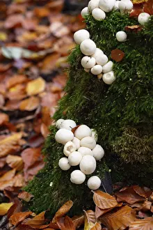 Images Dated 19th October 2024: Pear Russula Print: Fruiting Bodies on Tree Stump