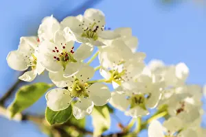 Fruit Growing In Europe Prints: Pear tree blossom (Pyrus), detail