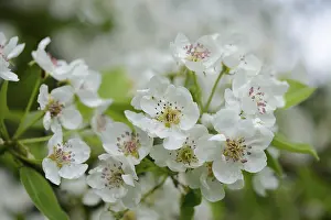 Pear Tree Blossoms Prints: Pear tree (Pyrus), blossoms in spring