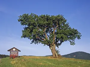 Hilly Countryside Scenery Prints: Pear tree and wayside shrine, Triestingtal