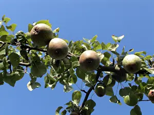 Fall Season Produce Prints: Pears
