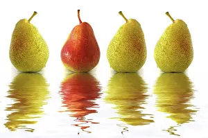Food Studio Shot Prints: Four pears, three green, one red, with reflection