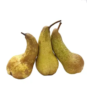 Maloideae Family Fruit Prints: Three pears on white background