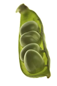 Close Up Macro Photography Prints: Peas