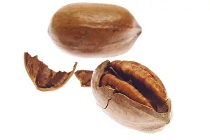 Studio Shot Of Pecans Prints: Pecan nuts