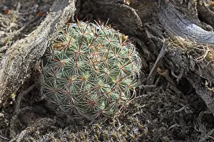 Empty Desert Landscape Prints: Pediocactus Simpsonii