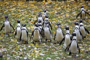 Prints of Penguins in a clearing Related Prints: Penguins in a Clearing Print