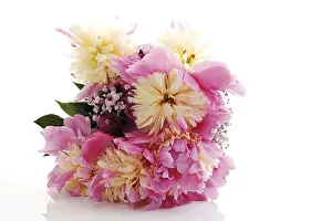 Peony Flower Prints: Peonies