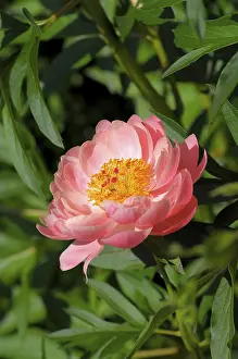 Framed Print : Peony Print Framed Print : Peony Print