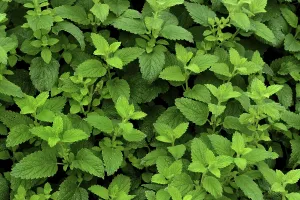Deserted Tea Plant Prints: Peppermint, Germany