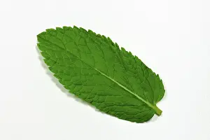 Studio Shot Of Fresh Herbs Prints: Peppermint leaf
